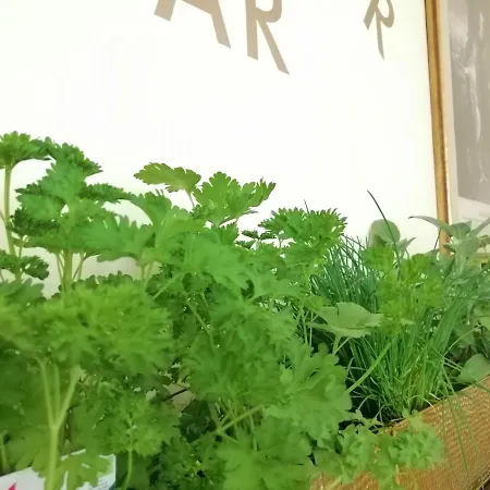 ホテル ゼーホテル グリューナー バウム ハルシュタット